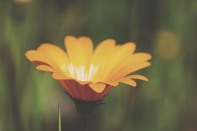 Close-up of flower against blurred background