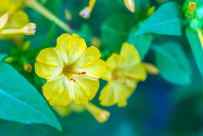 Close-up of red flowering plant