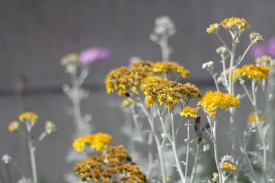 Close-up of yellow flowering plant