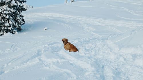 Dog on snow field