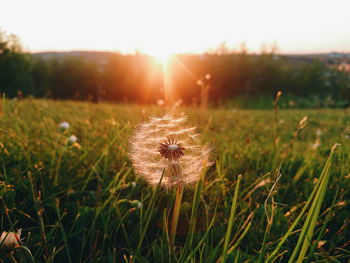 Dandelion on field against bright sun