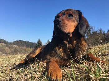 Dog on grassy field