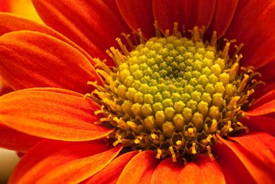 Close-up of orange flower blooming outdoors