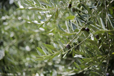 Close-up of fresh green leaves