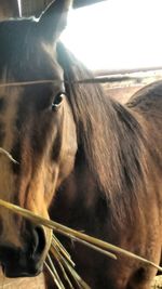 Close-up of horse against sky