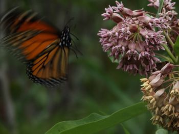 Close-up of butterfly on flower