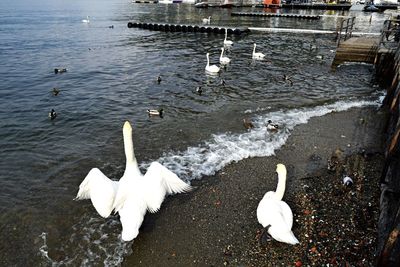 Swan floating on water