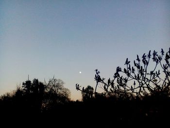 Low angle view of silhouette trees against clear sky