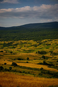 Scenic view of field against sky