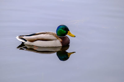 Mallard duck swimming with its reflection in the water