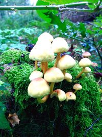 Close-up of mushroom growing on tree trunk