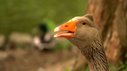 Close-up of duck