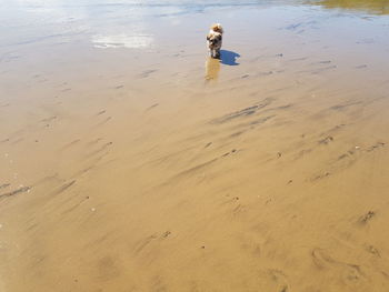 High angle view of dog on beach