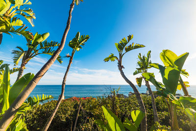 Plants by sea against sky