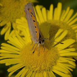 Close-up of butterfly pollinating on yellow flower