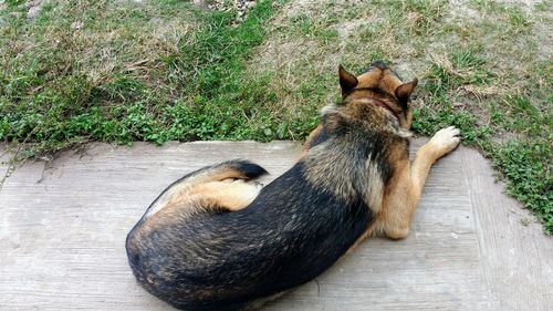 High angle view of dog lying on grass