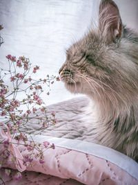 Close-up of a cat looking away