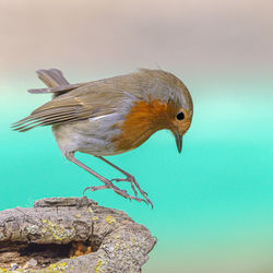 Close-up of bird perching on rock