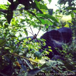 Close-up of spider on web