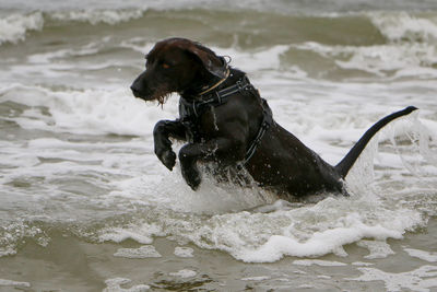 Dog on a sea