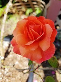 Close-up of red rose