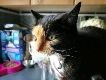 Close-up of cat at home