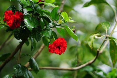 Close-up of red flowering plant