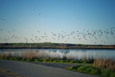 Birds flying over lake against sky