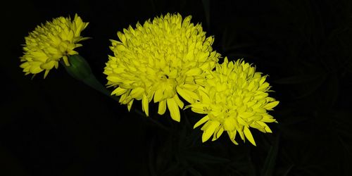 Close-up of yellow flowering plant against black background