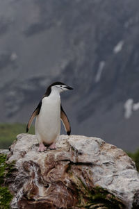 Close-up of penguin on rock