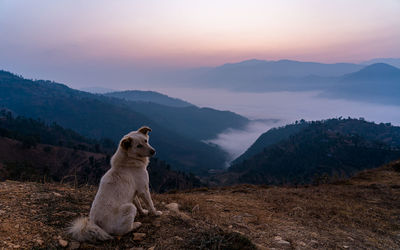 Dog on mountain against sky