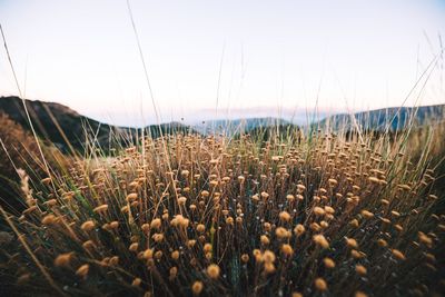 Close-up of plants on field against sky