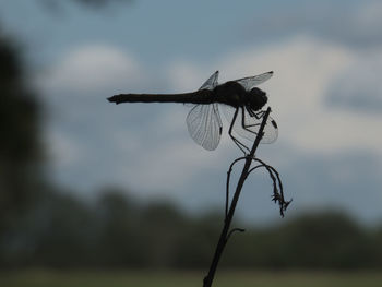 Close-up of dragonfly on plant