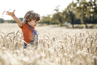 Little boy run in a field of  ears