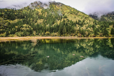 Scenic view of lake by trees against sky