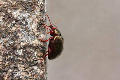 Close-up of ant