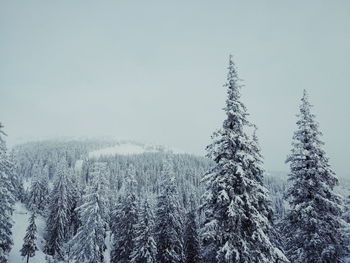 Pine trees on snow covered land against sky