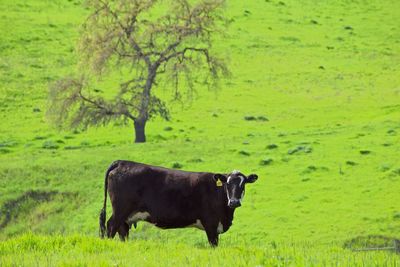 Cows in a field