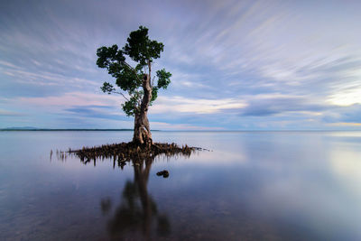 Reflection of trees in water