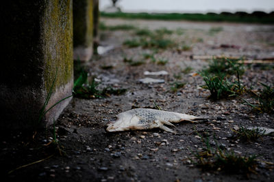 Close-up of fish on field