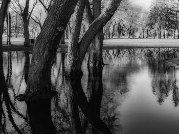 Reflection of trees in lake