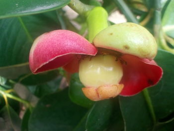 Close-up of pink plant