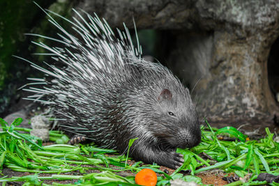 Close-up of an animal