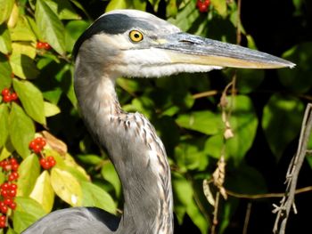 Close-up of bird perching on branch