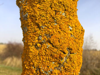 Close-up of yellow flower on field against sky