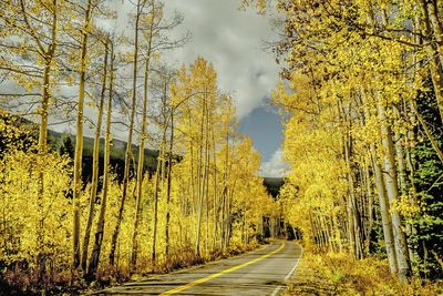 Empty road passing through forest