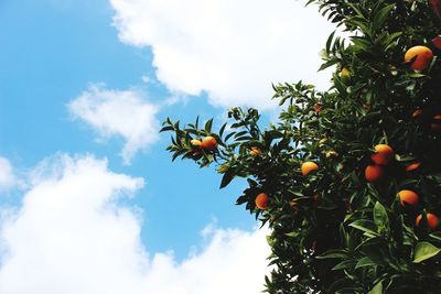 Low angle view of orange tree against sky