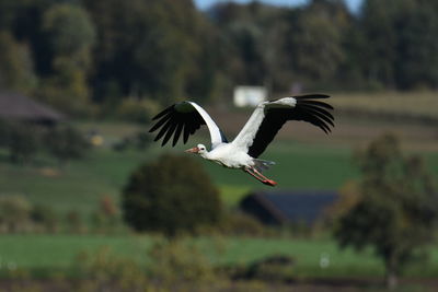 Bird flying against sky