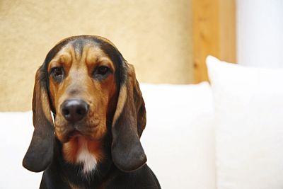 Close-up portrait of dog