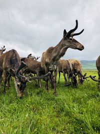 Deer in a field